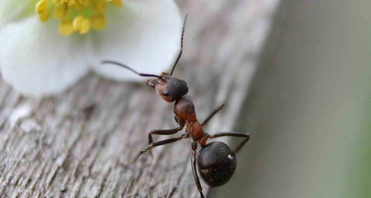 ¿Cuánto cuesta eliminar una plaga de hormigas?