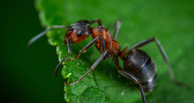 ¿Cuánto cuesta rociar hormigas?